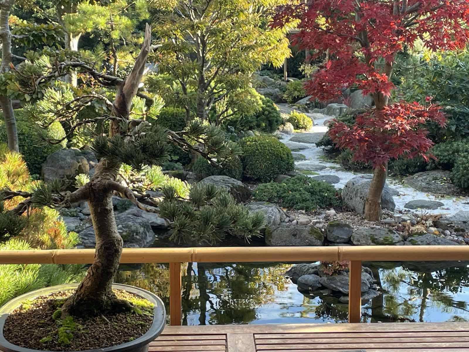 Bonsai medis inde ant terasos, bambuko turėklas, tvenkinys su akmenimis ir raudonas japoninis klevas