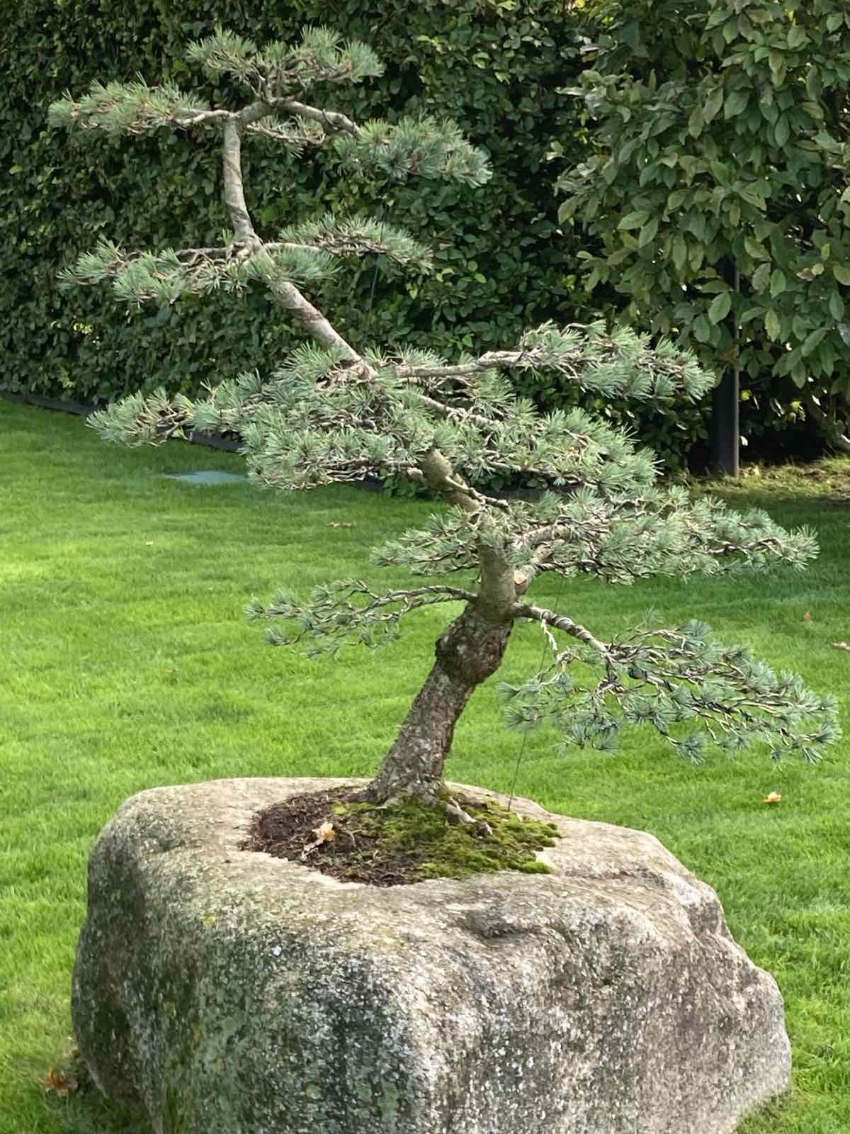 Bonsai stiliaus pušis, auganti granito akmenyje su samanomis, vejoje prie skroblų gyvatvorės